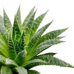 L’Aloe Vera, Une Plante Régénérante